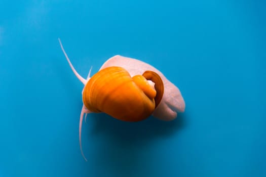 Photo of a small aquarium snail ampulyariya