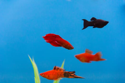 Photo of aquarium cockerel fish in blue water