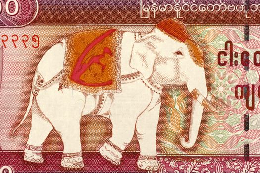 Elephant on 5000 Kyat 2009 Banknote from Myanmar.