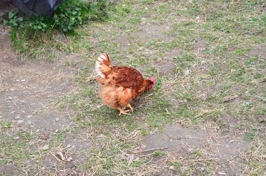 Free-running chicken on an organic farm
