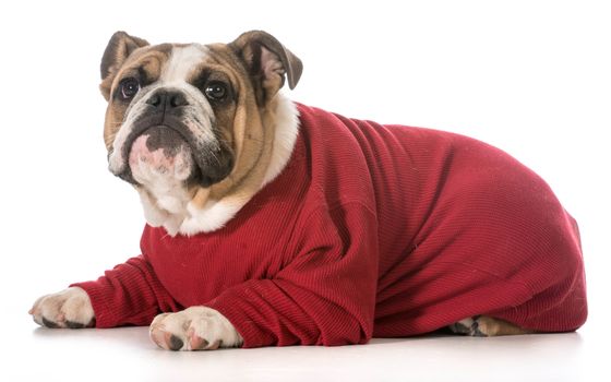 english bulldog puppy laying down looking up on white background