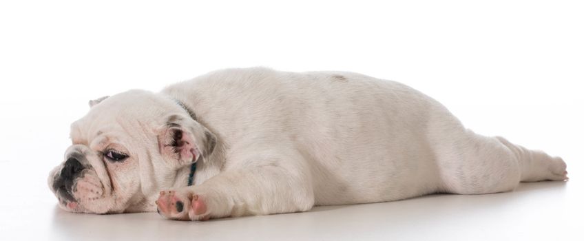 tired english bulldog puppy laying down stretched out on white background