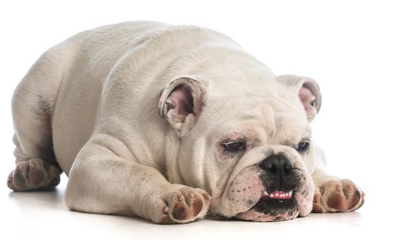 funny dog - english bulldog with funny expression on white backgroun