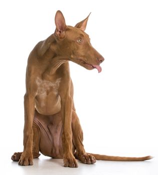 dog with attitude - pharaoh sticking tongue out on white background