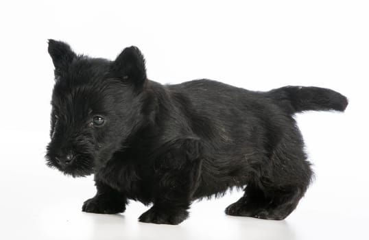 scottish terrier puppy standing on white background - 6 weeks old