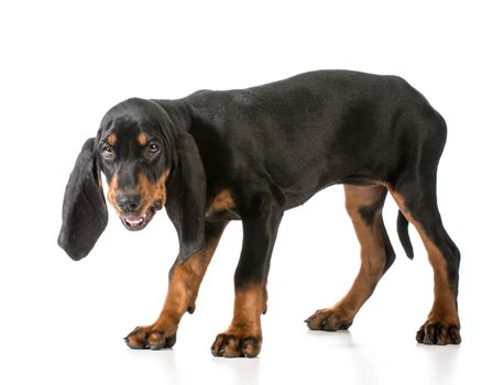 black and tan coonhound laughing on white background