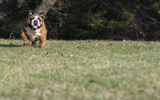 english bulldog running - six year old female