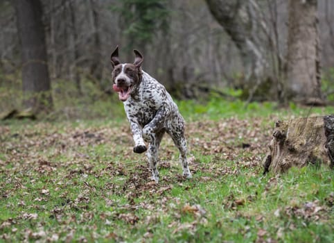 german shorthaired pointer running in the woods