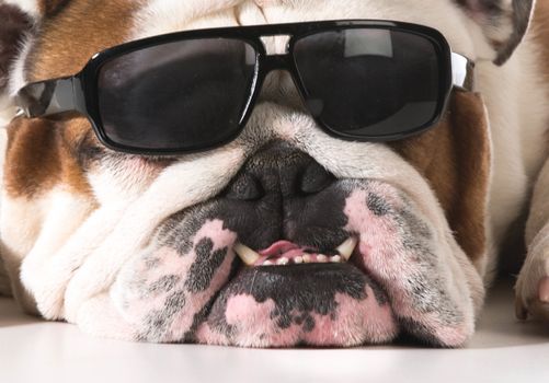 dog wearing sunglasses on white background - english bulldog