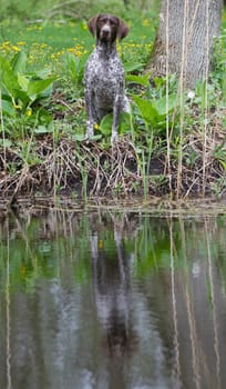 hunting dog - german shorthaired pointer sitting at the water's edge