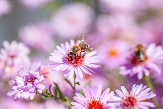 Bee on purple flower collect honey, blurred background