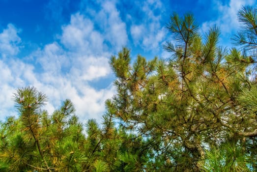 Green branches of a pine with young cones against the blue sky