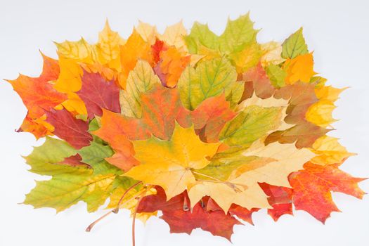 colorful autumn maple leaves on white background