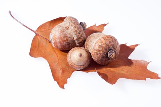 some acorns on dry  leaf of oak close up