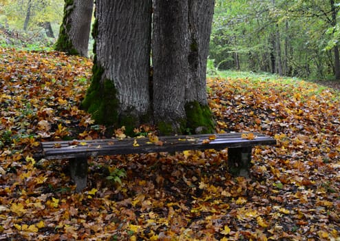 Photo of an old bench with orange leaves in the forest. Nature photography. Sigulda, Latvia