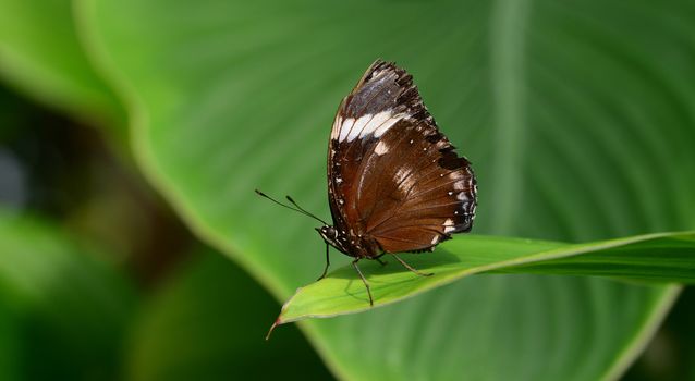Photo of a butterfly on a green leaf. Nature photography. Taken in Botanic Garden. Riga city, Latvia.