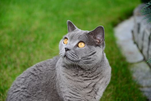 Photo of british shorthair cat, blue color. Taken in Germany.