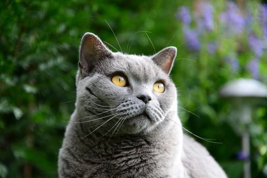 Photo of british shorthair cat, blue color. Taken in Germany.