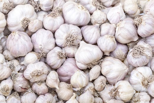 Garlic in market - Allium sativum Linn. 
