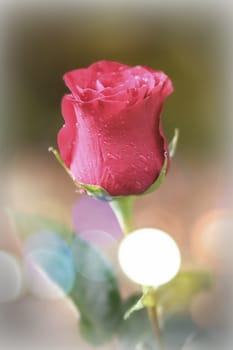 Beautiful surreal and colorful pink rose with rain or dew drops in the garden with bokeh and vignette effect