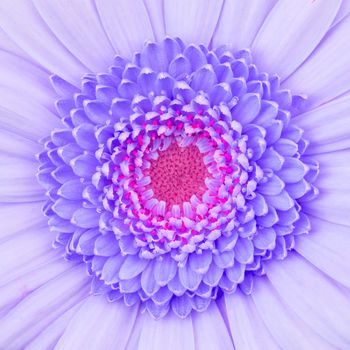 Close-up of a purple gerbera flower, isolated