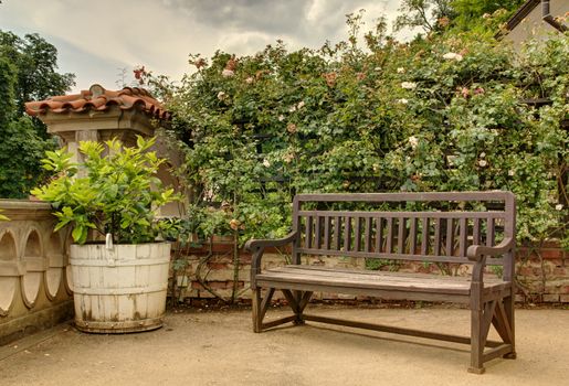 Photo shows details of green garden and its flowers.