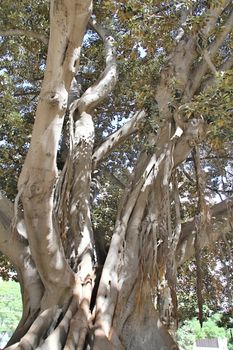 Photo of Trees in the Parc made in the late Summer time in Spain, 2013