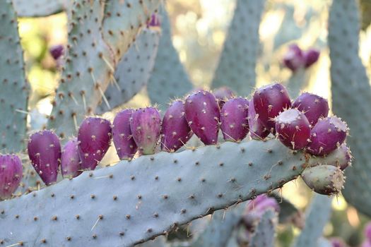 Photo of Beautiful Cactus in the Garden made in the late Summer time in Spain, 2013