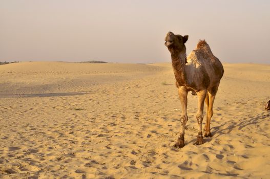 Lone camel in That desert, Rajastan, India