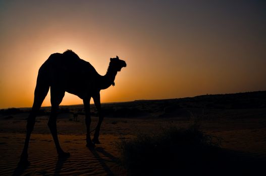 Silhouette of lone dromedary camel with late evening sun in That desert