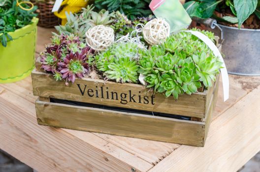 An old wood box with filled with various garden plants at a farmers market.