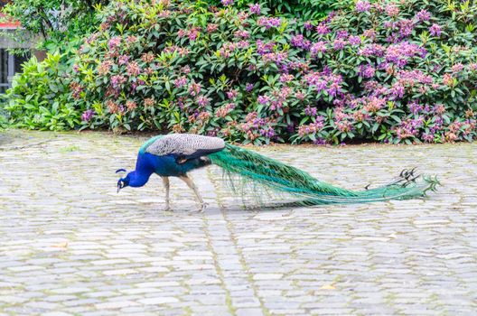 Indian Peafowl in front of a flowerbed in food intake