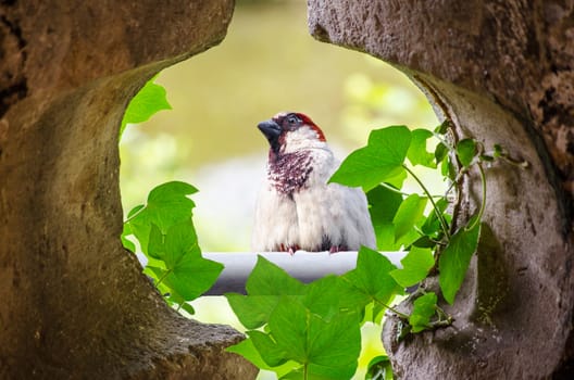 Closeup of a sparrow sitting behind a wall opening on a pole.