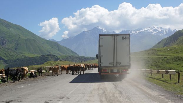 GEORGIAN MILITARY ROAD, GEORGIA - JULY 2, 2014: Animal obstacles on the Georgian Military Road on July 2, 2014 in Georgia, Europe