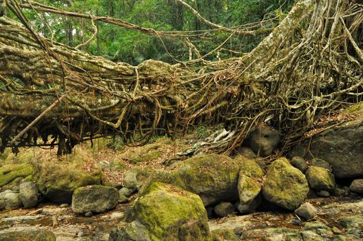 Old root bridge near Cherapunjee, Meghalaya, India