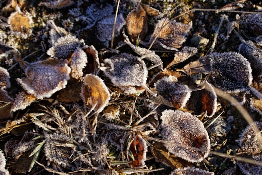 Breathtaking view of frost-covered leaves on the ground