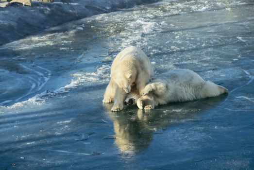 Playful polar bears lying on ice teasing each other