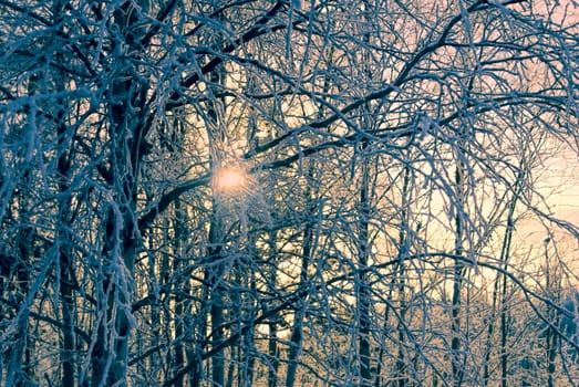 Cold winter sun peeking through frozen branches 