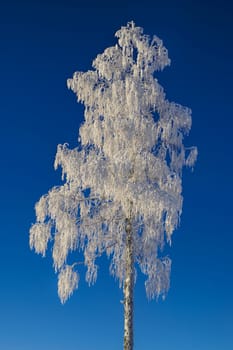 Picturesque view of a solitary tall snow-covered tree