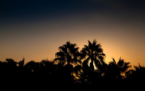 Sunset at a tropical beach with silhouettes of paml trees.