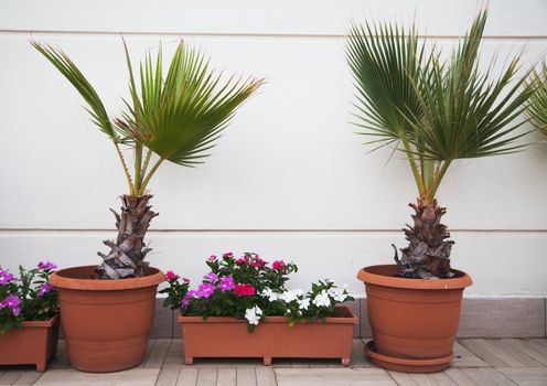 Two decorative palms and flowers in pots