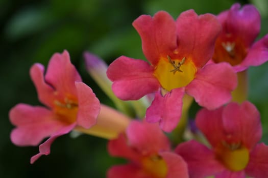 Red and yellow flowers, green unfocused background