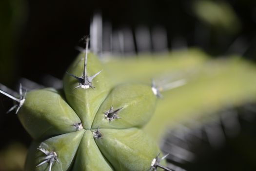 repetition of spines shape in bokeh