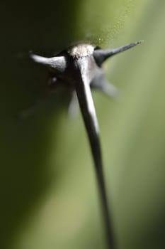 big cactus spine, close up