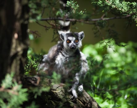 Close-up portrait of lemur catta (ring tailed lemur)