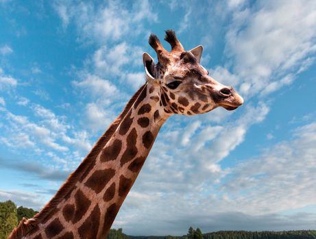 Portrait of a young giraffe on nature background