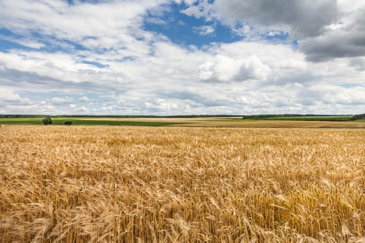 Golden wheat field with blue sky background