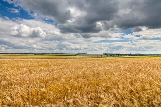 Golden wheat field with blue sky background