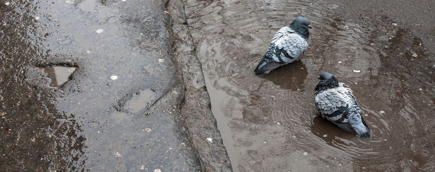 Rainy day. Wet pigeon in puddle of water