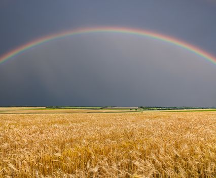 Golden wheat field with rainbow on the stormy sky